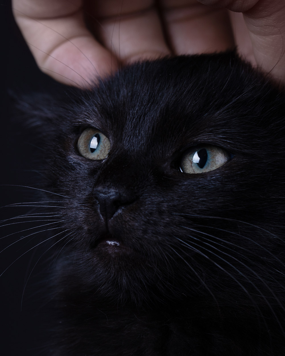 There are humane educational alternatives to cat dissection.
