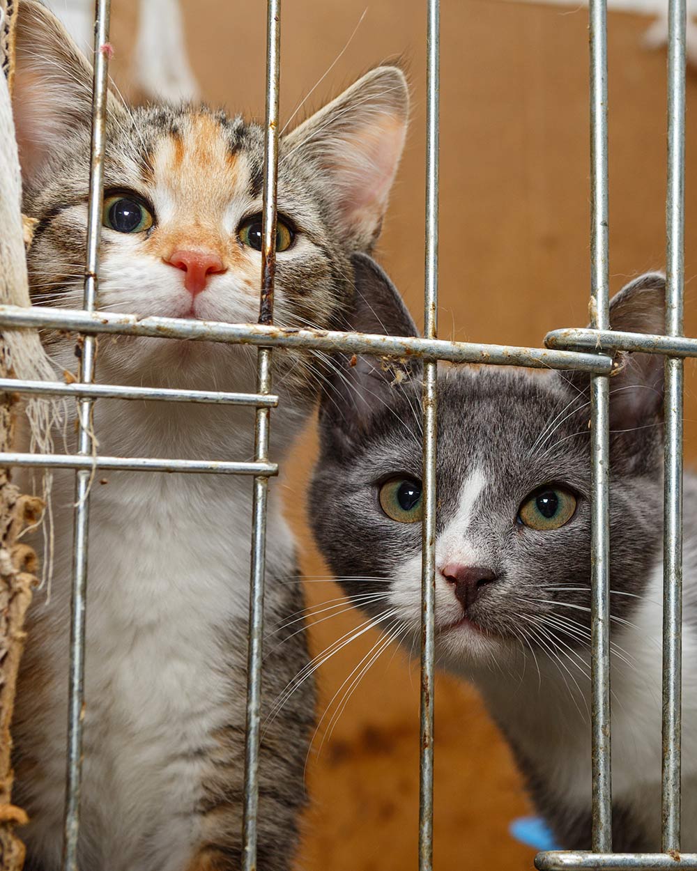 Cats are one of the most commonly dissected animals in schools.