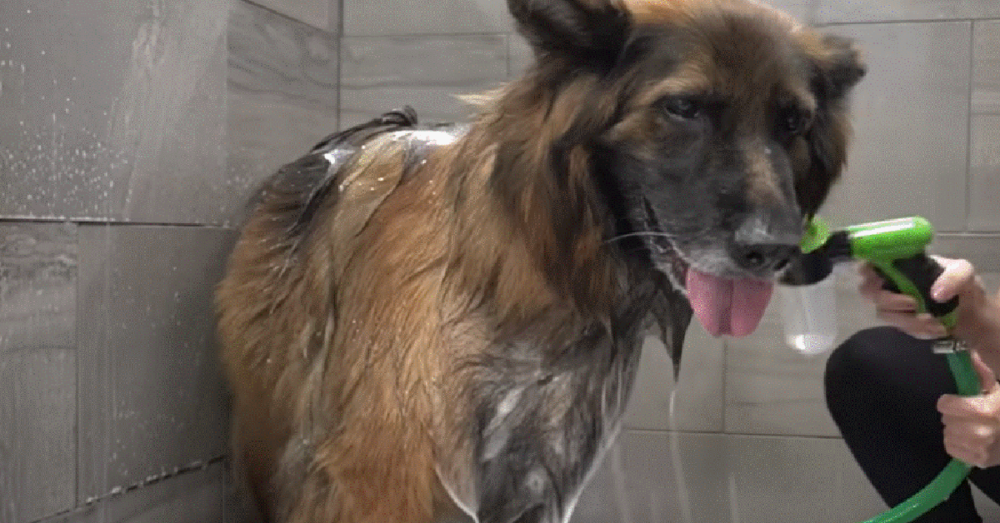 Talkative German Shepherd Goes To The Groomer For The Very First Time