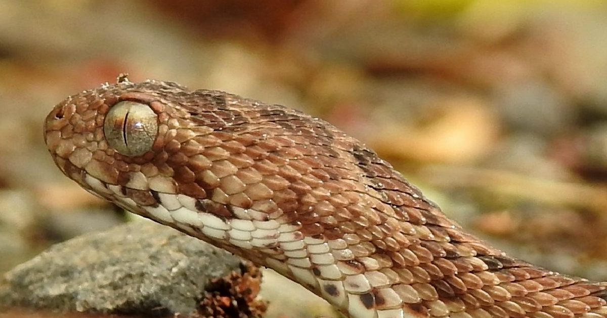 Dragon Scaled Viper At Sarah Alanson Blog Dragon Scaled Viper At Sarah Alanson Blog