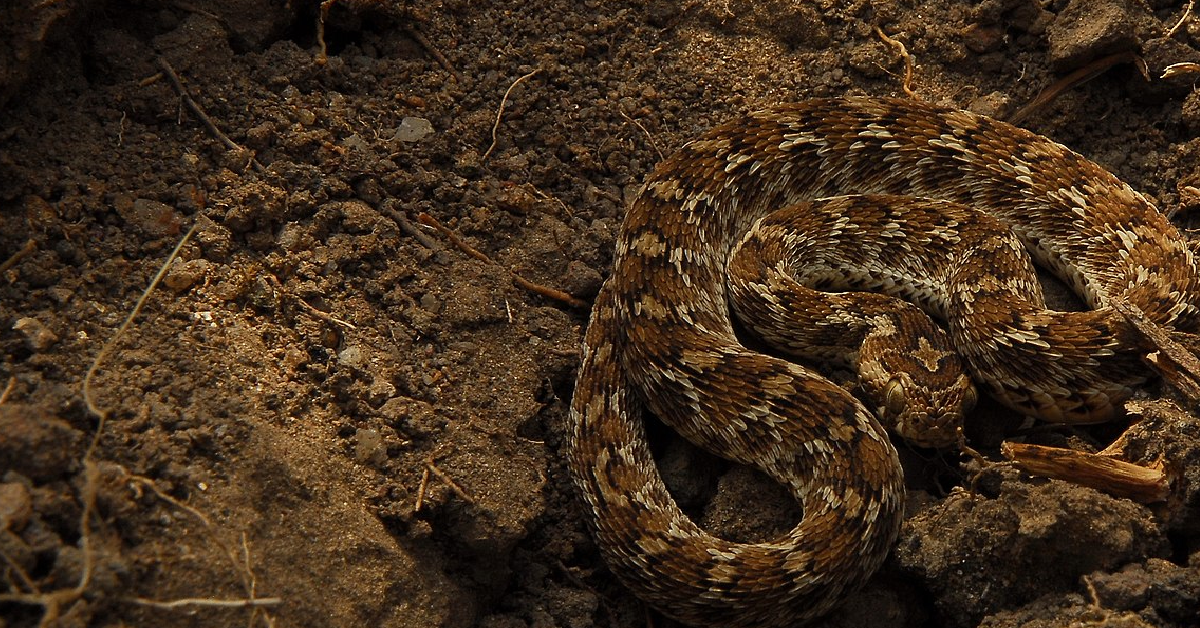 Meet The World's Deadliest Snake The SawScaled Viper The Rainforest