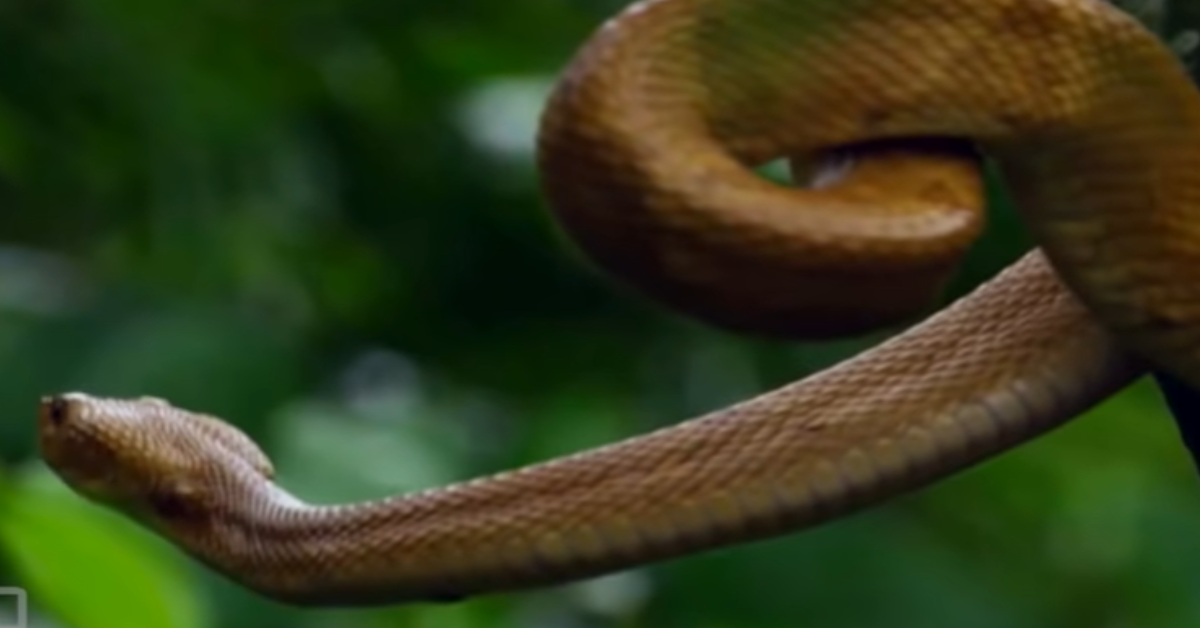 Snake Island Full Of Snakes