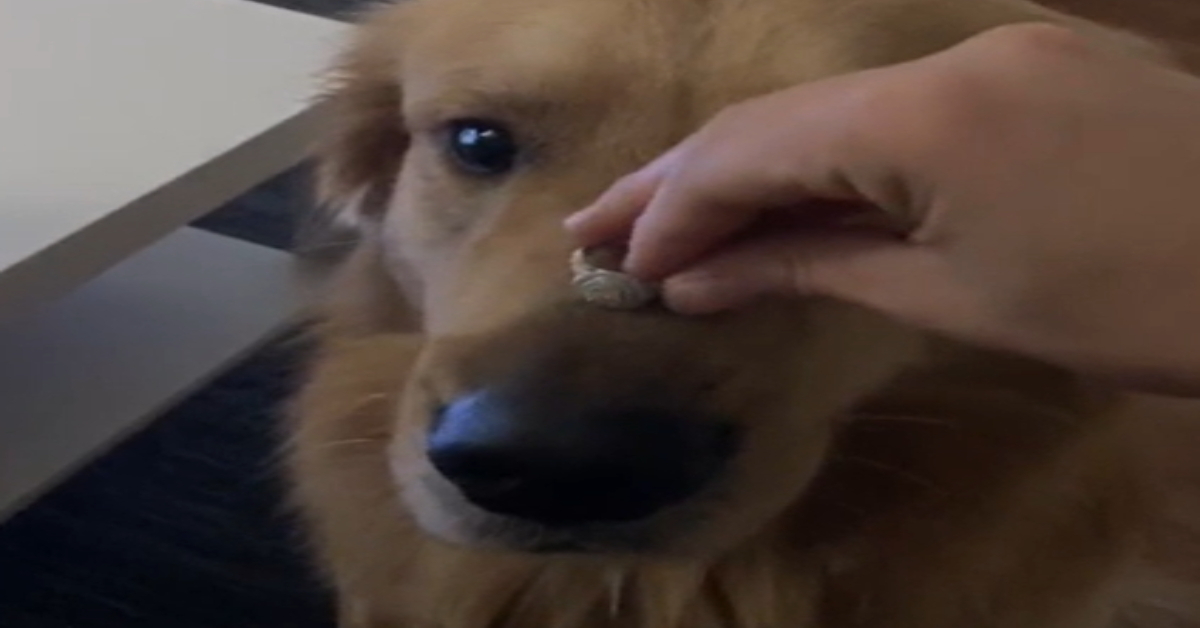 1200x628 template 4 2022 07 28T235540.317 - Dog Eats Woman’s Engagement Ring In Photoshoot Gone Wrong