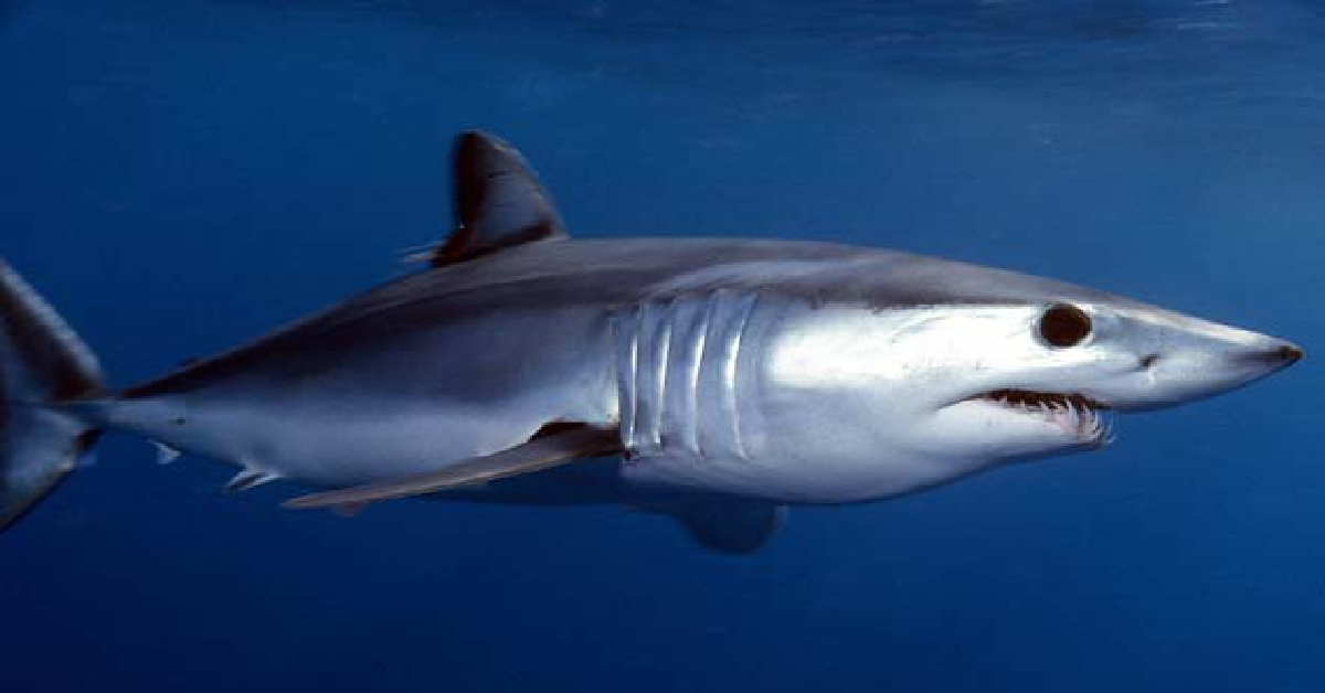 Divers Spot Mako Shark Off The Coast Of Spain For The First Time In 10