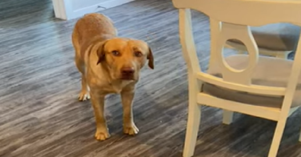 Dog Prays With Dad Before Eating His Meal OC Shelter Pets