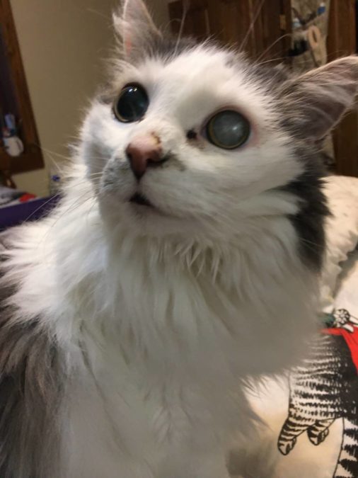 Blind, Deaf Cat Lives Fulfilling Life with His Loving Family The Animal Rescue Site News