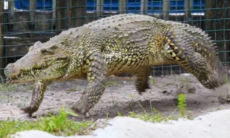 A Cuban Crocodile Gallops Like a Horse in Pursuit of a Man in a Florida ...