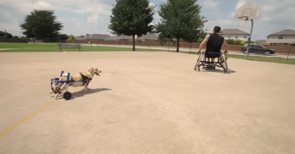 Man In Wheelchair Rescues Unwanted Dog Who Can't Move His Legs The