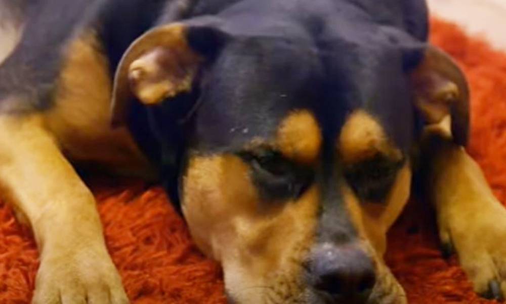 Does Your Dog Have Separation Anxiety? Find Out the Real Signs! The