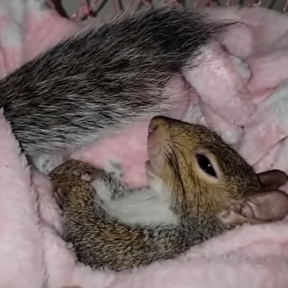 woman squirrel in line 2 - Woman Becomes a Devoted Parent to her Adopted Squirrels