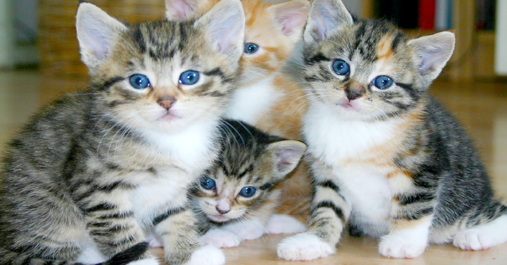 How House Cats Originated From A Wildcat Species Over 10,000 Years Ago