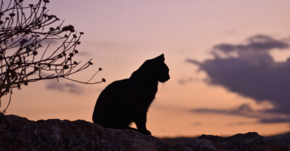How House Cats Originated From A Wildcat Species Over 10,000 Years Ago
