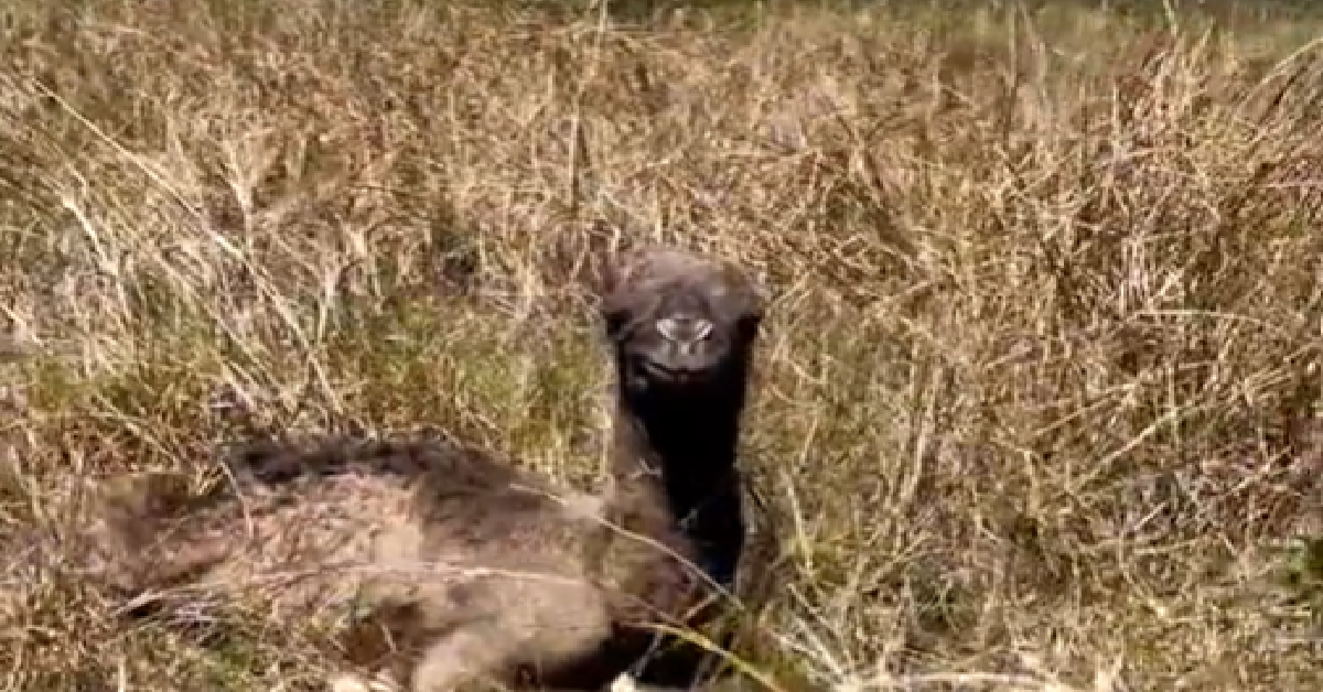 1200x628 template 4 2022 10 11T220330.514 - Farmer Surprised To Find Newborn Camel Laying In The Pasture