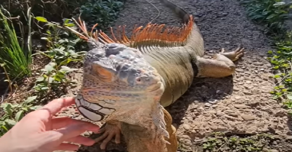 Woman Gives Rescue Lizard A Home In Her Apartment And Watches
