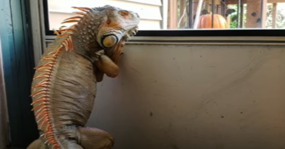 Woman Gives Rescue Lizard A Home In Her Apartment And Watches