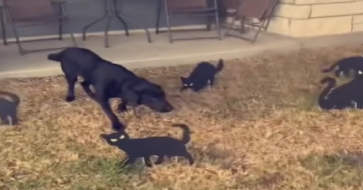 1200x628 template 4 2022 10 19T124317.769 - Labrador Sees Cat Halloween Decorations And Doesn’t Know How To Reaction