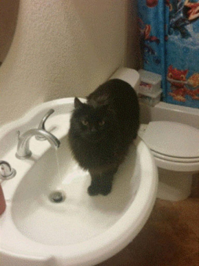 11YearOld Cat Who Spent Years in Shelters Finally Finds Forever Home