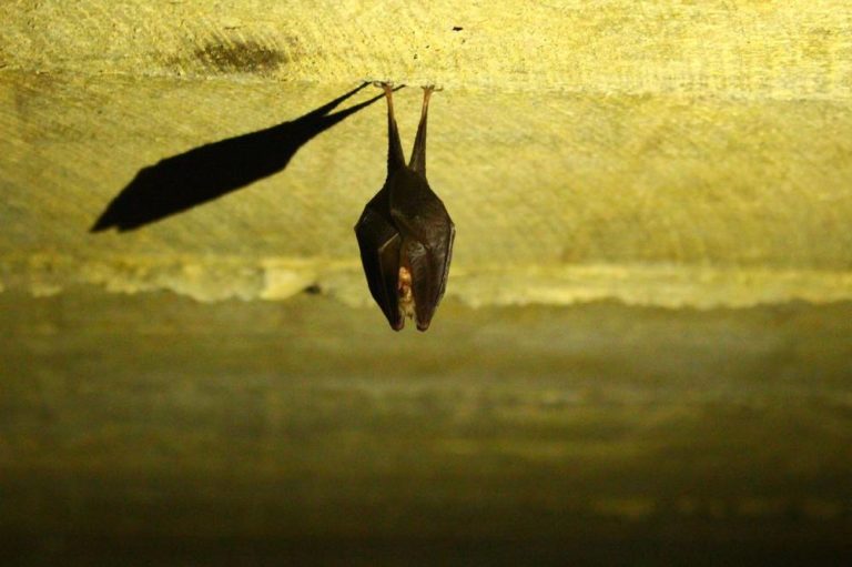 The Environmental, Agricultural, and Health Benefits of Bats GoodNews