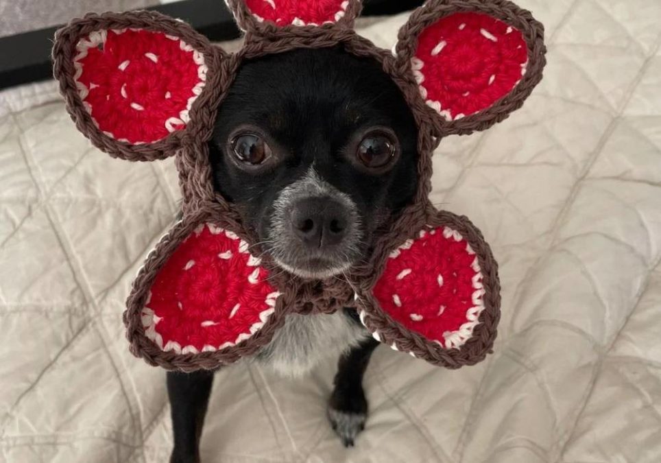 Boot Scootin’ Dog Sweaters Handmade with Love OC Shelter Pets