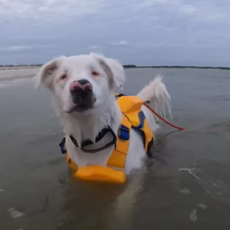 How a Deaf and Blind Dog Met His Genuinely Loving Human Dad The