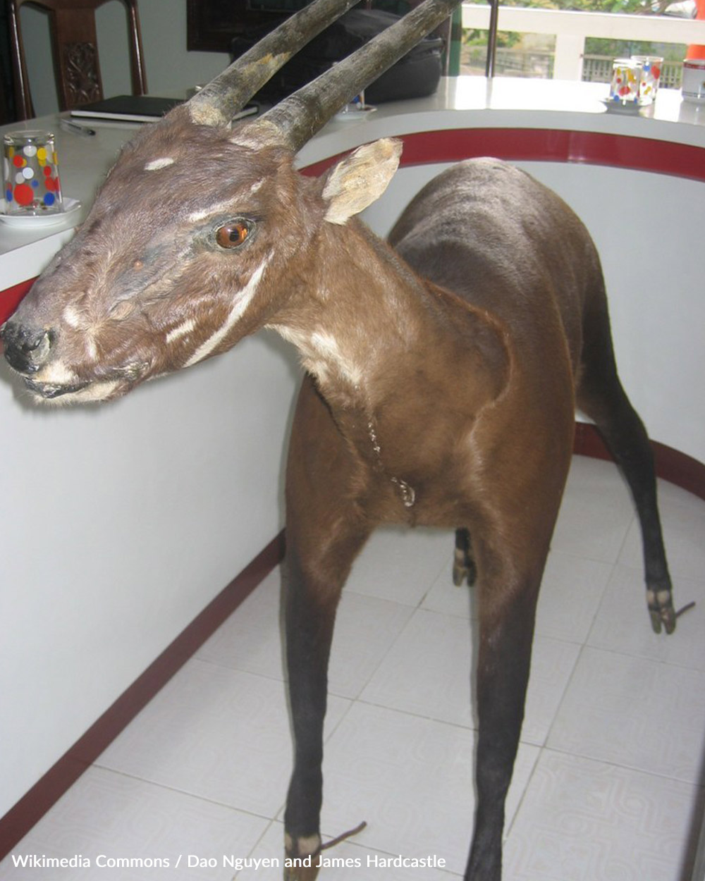Help us save the critically endangered saola.