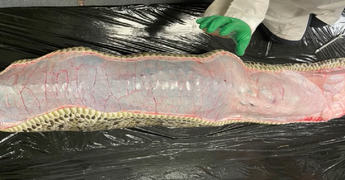 Scientists Pull Whole Alligator From The Stomach Of 18ft-Long Python ...
