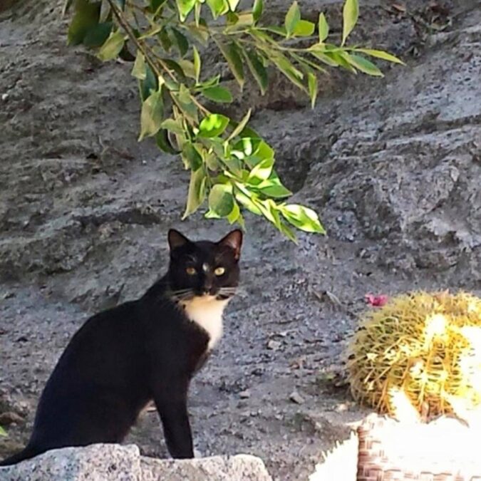 Restaurant Worker Gets in Trouble for Feeding Feral Cat, Keeps Trying