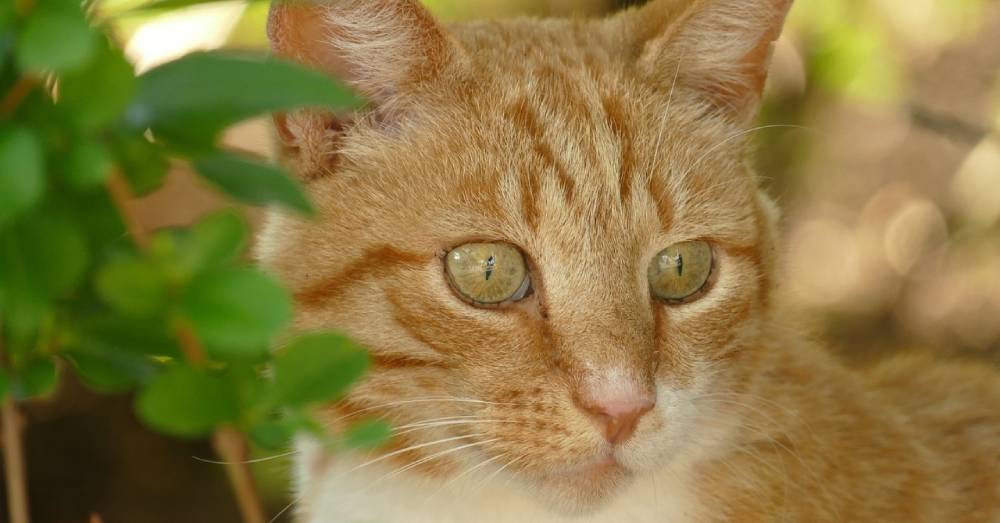 jadzia2 - Woman with Autism Adopts Reclusive Cat, Who Warms Up to Become Her Constant Companion