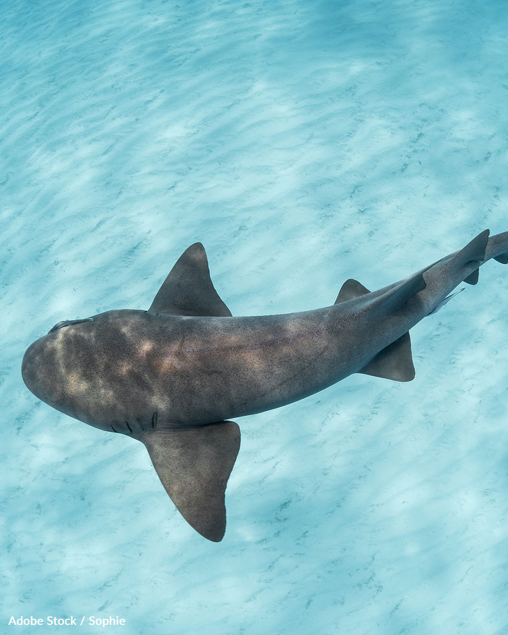 Shark Attacks Are Rare, But Here's What You Need To Know To Avoid Them