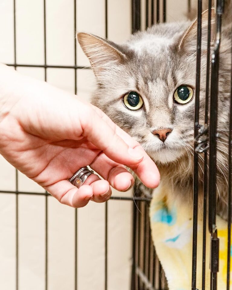 5 Ways To Help Make Shelter Cats More Comfortable And Adoptable The