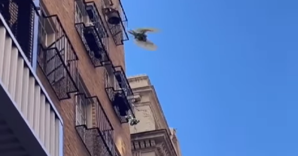 Crazy Cockatoo Throws Potted Plants From Balconies The Animal Rescue