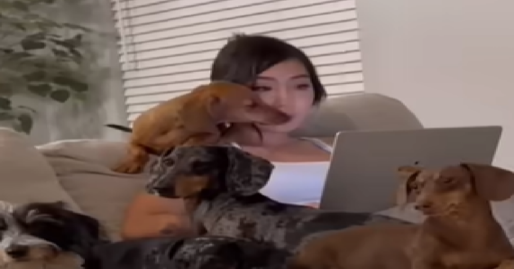 woman-shares-what-it-s-like-to-live-with-8-weiner-dogs-in-one-house