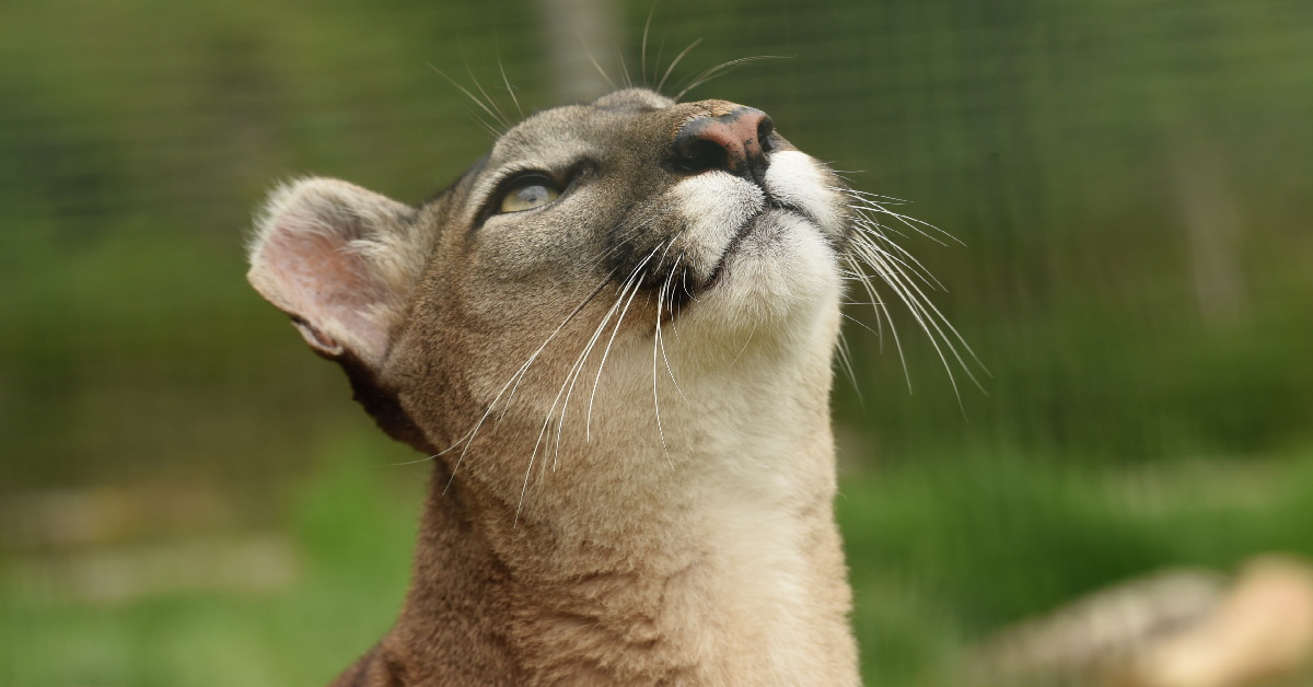 Big Cats Can No Longer Be Sold For Pets Or Petting In U.S. GoodNews