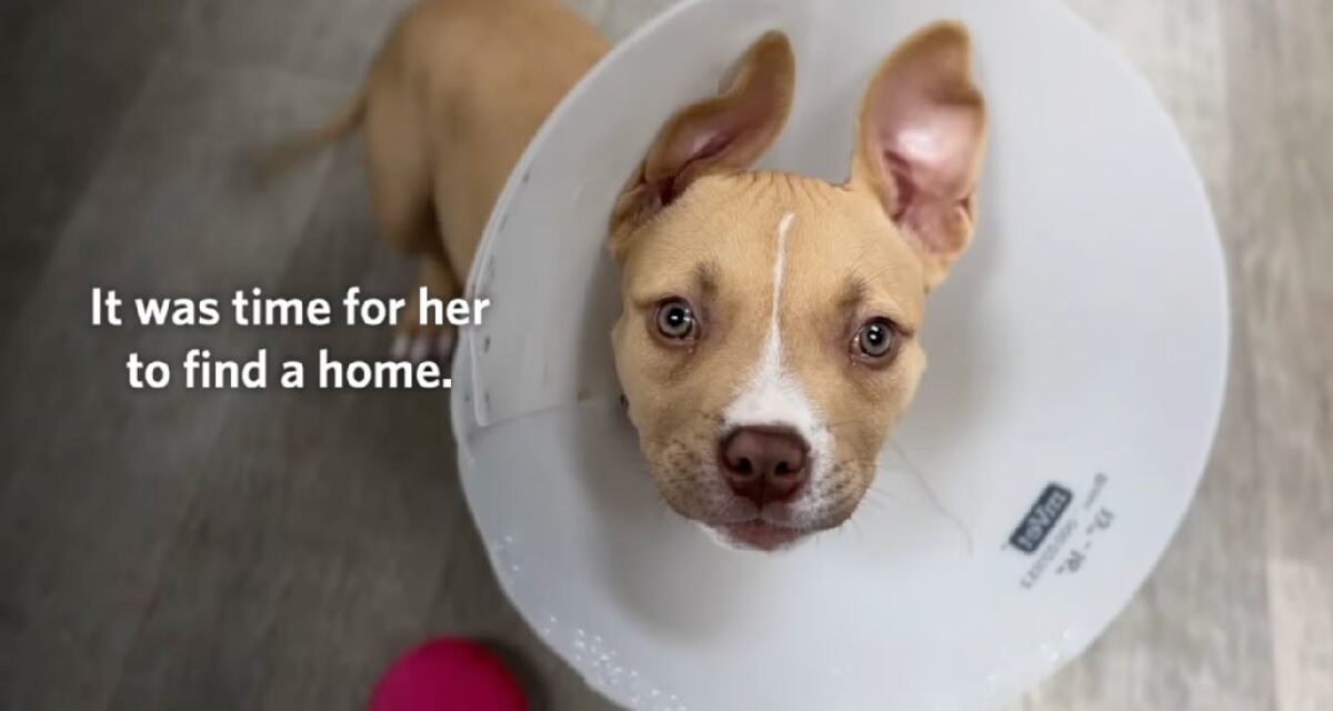 Pickles the Puppy Found Forever Home After Her Testy Littermates