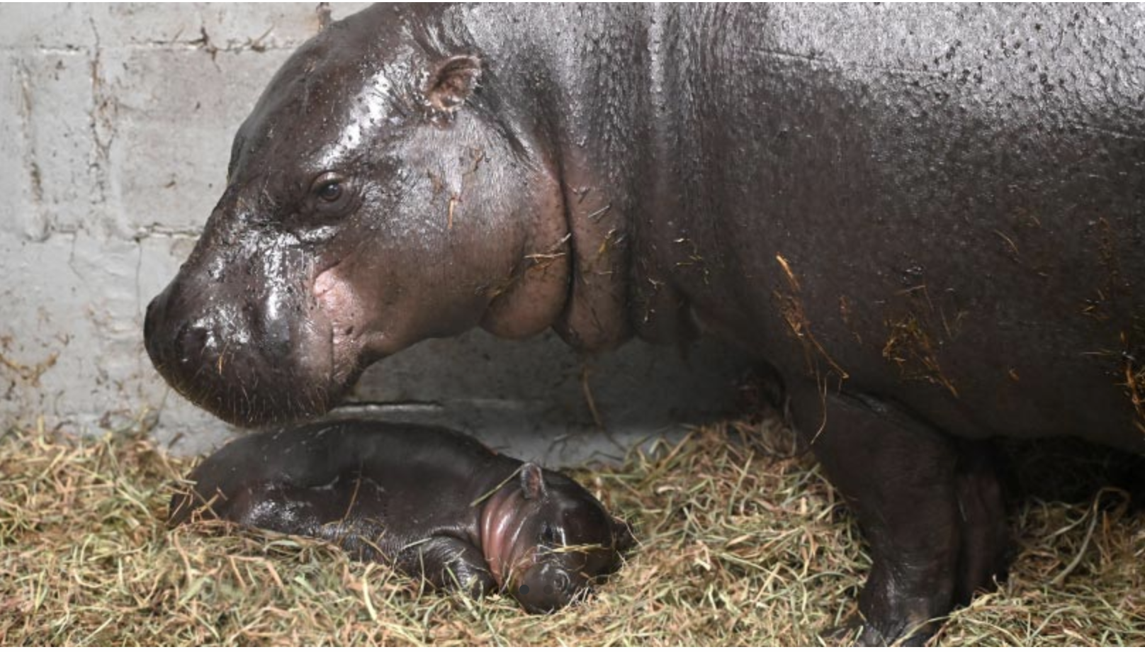 pygmy hippo calf with mom