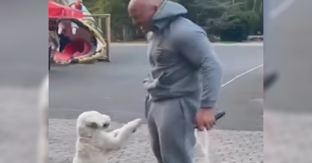 Dog Breaks World Record For Jumping Rope On His Hind Legs The Animal