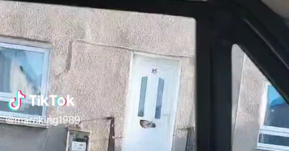 Dog Chews Through Front Door Letter Box In An Attempt To Escape The