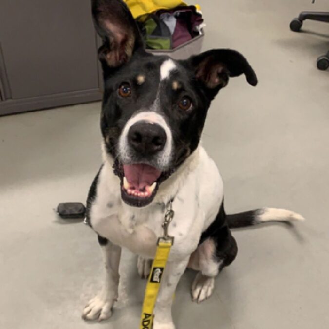 An Unusual MixedBreed Rescue Dog Needs a Hiking Buddy Stat! The