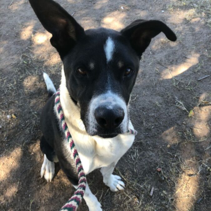 An Unusual MixedBreed Rescue Dog Needs a Hiking Buddy Stat! The