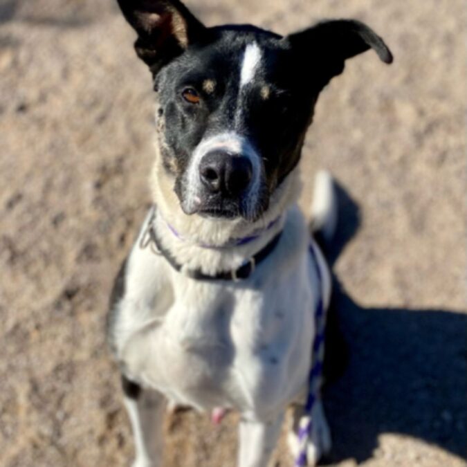 An Unusual MixedBreed Rescue Dog Needs a Hiking Buddy Stat! The