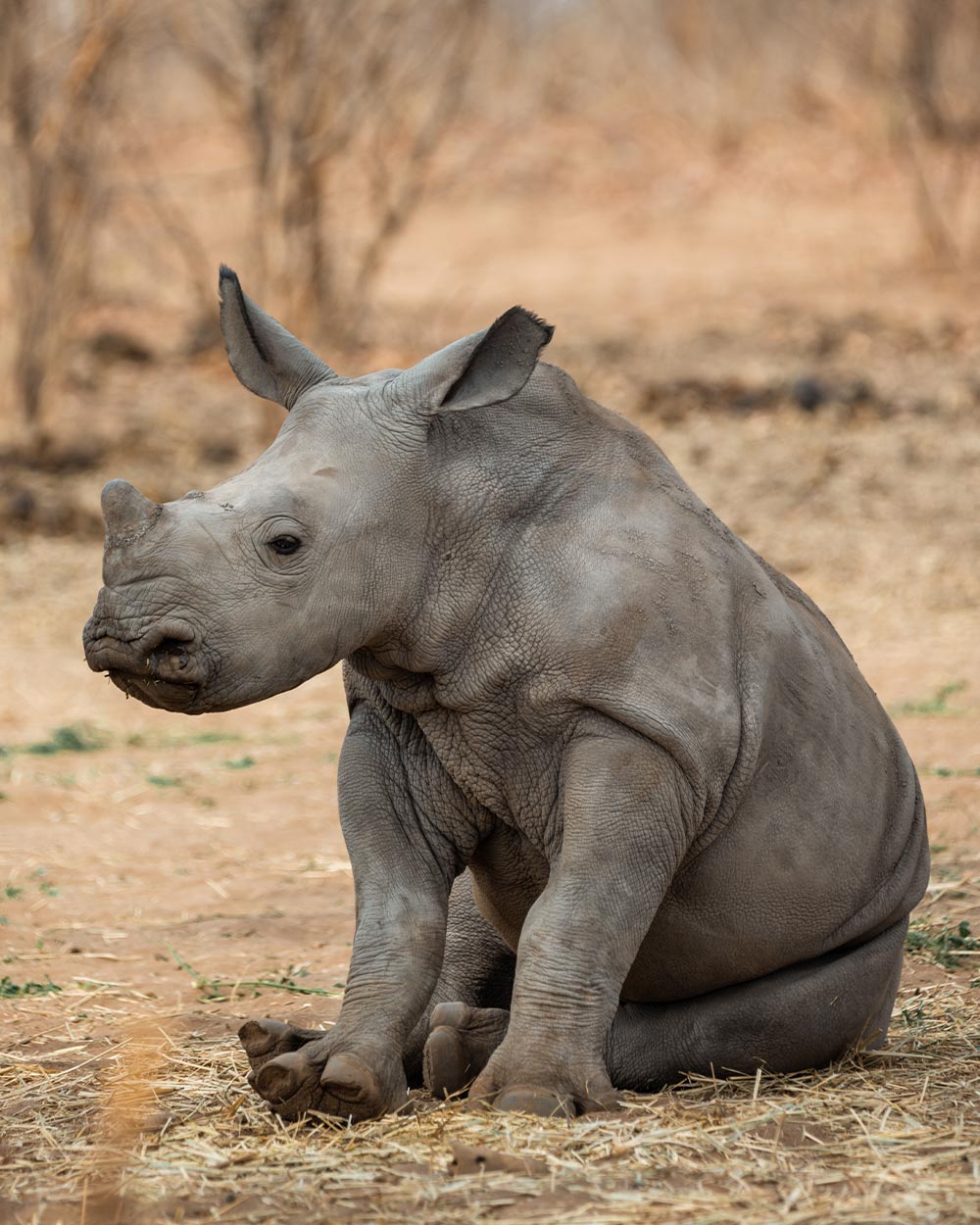 10 Steps You Can Take Today to Help Save the Critically Endangered