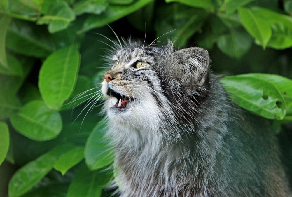 Pallas's Cats Discovered in Eastern Nepal for the First Time Ever GoodNews by GreaterGood