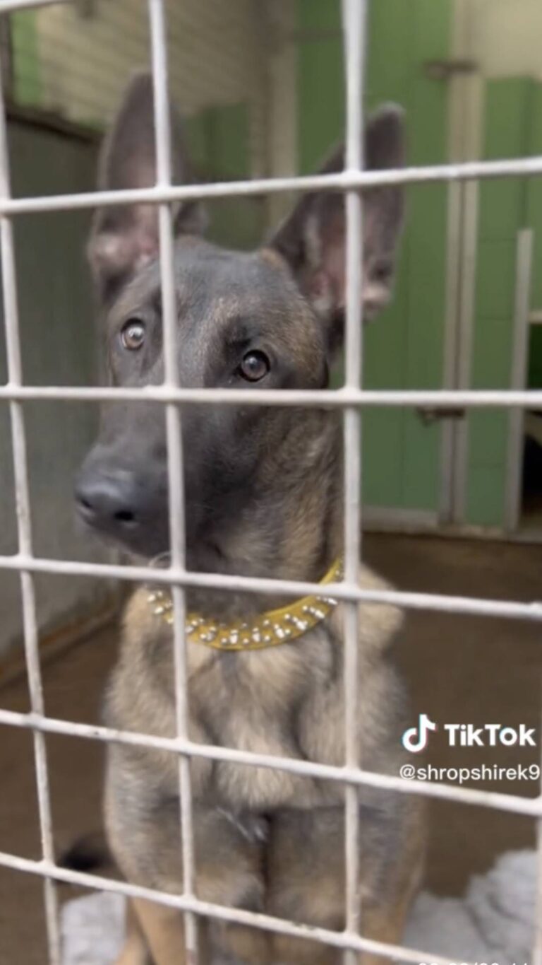 Family Calls Dog Warden And Reports Their Own Dog As A Stray The