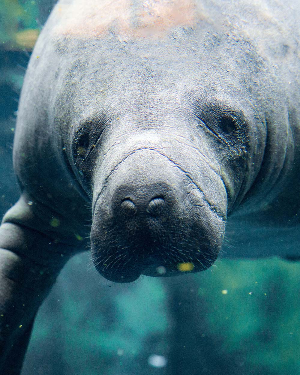 See How Your Donations Are Making A Difference By Protecting Manatees