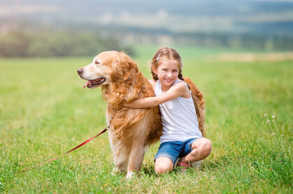 Golden Retriever snuggling with girl