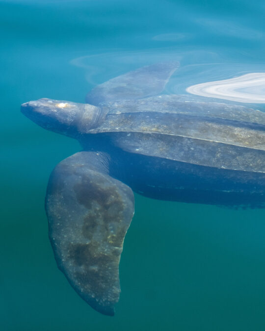 Threatened by Plastic Pollution and Habitat Destruction, the