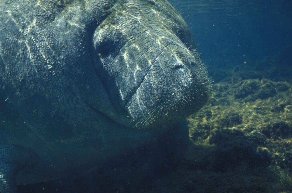 Florida Manatees Continue to Face Difficult Times as Food Sources