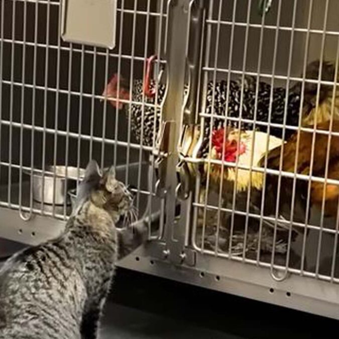 A Nurse Cat Is the Source of Comfort and Hope for the Patients in Look