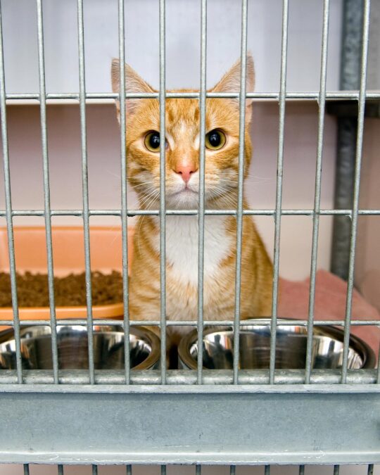 10 Ways You Can Help Save Cats Of Families Affected By Crisis The