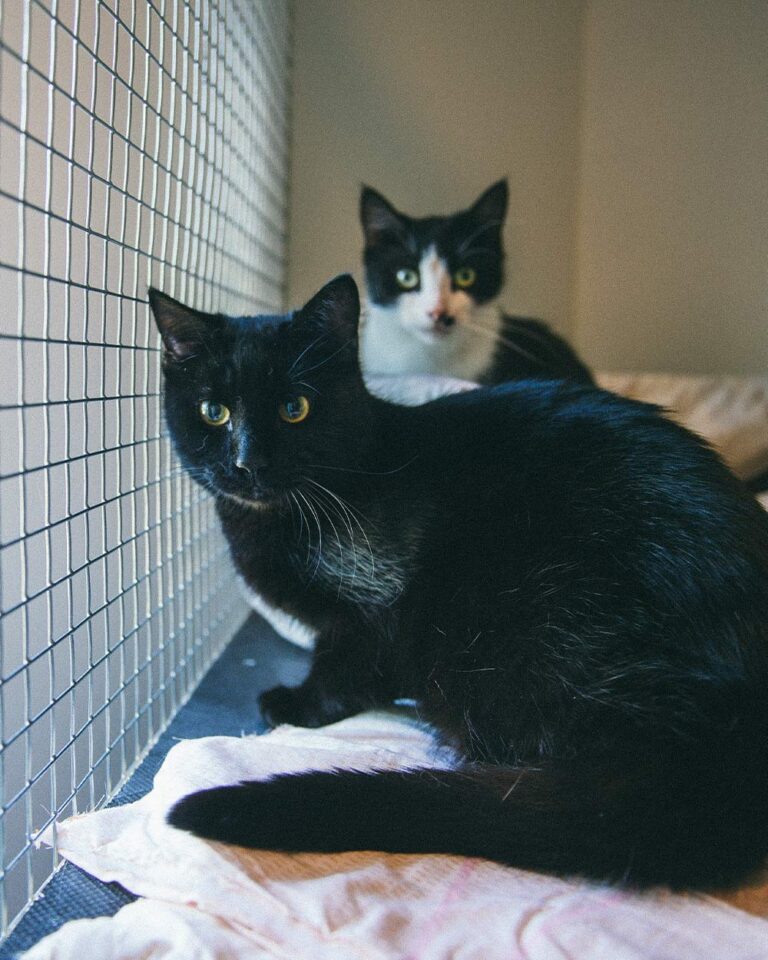 10 Ways You Can Help Save Cats Of Families Affected By Crisis The